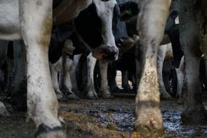 Dairy cows - Waiting to be milked - Captured at Caldermeade Farm, Caldermeade VIC Australia.