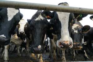 Dairy cows - Waiting to be milked - Captured at Caldermeade Farm, Caldermeade VIC Australia.