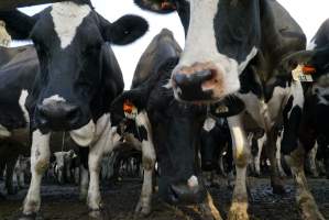 Dairy cows - Waiting to be milked - Captured at Caldermeade Farm, Caldermeade VIC Australia.