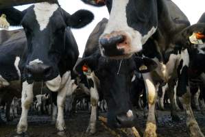 Dairy cows - Waiting to be milked - Captured at Caldermeade Farm, Caldermeade VIC Australia.