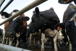 Dairy cows - Waiting to be milked - Captured at Caldermeade Farm, Caldermeade VIC Australia.