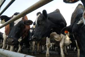 Dairy cows - Waiting to be milked - Captured at Caldermeade Farm, Caldermeade VIC Australia.