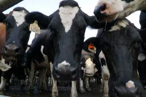 Dairy cows - Waiting to be milked - Captured at Caldermeade Farm, Caldermeade VIC Australia.