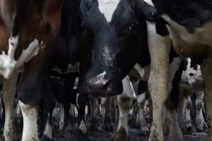 Dairy cows - Waiting to be milked - Captured at Caldermeade Farm, Caldermeade VIC Australia.