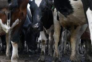 Dairy cows - Waiting to be milked - Captured at Caldermeade Farm, Caldermeade VIC Australia.