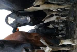 Dairy cows - Waiting to be milked - Captured at Caldermeade Farm, Caldermeade VIC Australia.