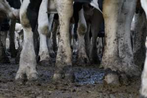 Dairy cows - Waiting to be milked - Captured at Caldermeade Farm, Caldermeade VIC Australia.