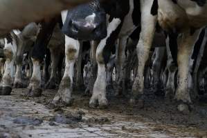 Dairy cows - Waiting to be milked - Captured at Caldermeade Farm, Caldermeade VIC Australia.