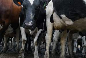 Dairy cows - Waiting to be milked - Captured at Caldermeade Farm, Caldermeade VIC Australia.