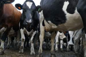 Dairy cows - Waiting to be milked - Captured at Caldermeade Farm, Caldermeade VIC Australia.