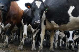 Dairy cows - Waiting to be milked - Captured at Caldermeade Farm, Caldermeade VIC Australia.