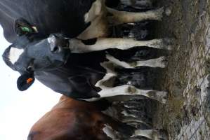 Dairy cows - Waiting to be milked - Captured at Caldermeade Farm, Caldermeade VIC Australia.