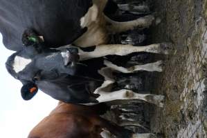 Dairy cows - Waiting to be milked - Captured at Caldermeade Farm, Caldermeade VIC Australia.