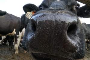 Dairy cows - Waiting to be milked - Captured at Caldermeade Farm, Caldermeade VIC Australia.