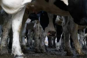 Dairy cows - Waiting to be milked - Captured at Caldermeade Farm, Caldermeade VIC Australia.