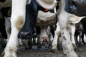 Dairy cows - Waiting to be milked - Captured at Caldermeade Farm, Caldermeade VIC Australia.