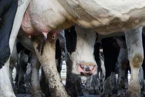 Dairy cows - Waiting to be milked - Captured at Caldermeade Farm, Caldermeade VIC Australia.