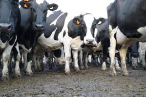 Dairy cows - Waiting to be milked - Captured at Caldermeade Farm, Caldermeade VIC Australia.