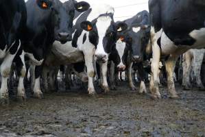 Dairy cows - Waiting to be milked - Captured at Caldermeade Farm, Caldermeade VIC Australia.