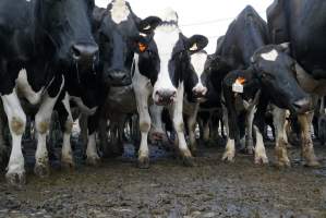 Dairy cows - Waiting to be milked - Captured at Caldermeade Farm, Caldermeade VIC Australia.