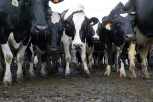 Dairy cows - Waiting to be milked - Captured at Caldermeade Farm, Caldermeade VIC Australia.