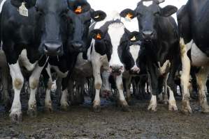 Dairy cows - Waiting to be milked - Captured at Caldermeade Farm, Caldermeade VIC Australia.