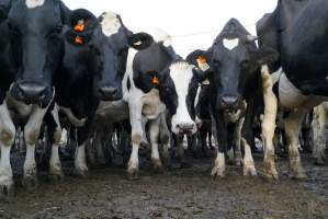 Dairy cows - Waiting to be milked - Captured at Caldermeade Farm, Caldermeade VIC Australia.