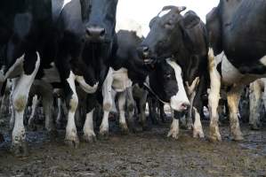 Dairy cows - Waiting to be milked - Captured at Caldermeade Farm, Caldermeade VIC Australia.