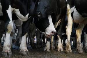 Dairy cows - Waiting to be milked - Captured at Caldermeade Farm, Caldermeade VIC Australia.