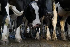 Dairy cows - Waiting to be milked - Captured at Caldermeade Farm, Caldermeade VIC Australia.