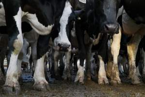 Dairy cows - Waiting to be milked - Captured at Caldermeade Farm, Caldermeade VIC Australia.