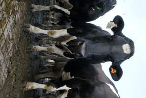 Dairy cows - Waiting to be milked - Captured at Caldermeade Farm, Caldermeade VIC Australia.