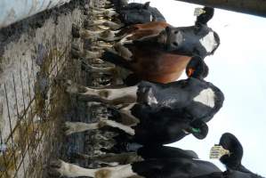 Dairy cows - Waiting to be milked - Captured at Caldermeade Farm, Caldermeade VIC Australia.