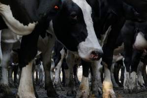 Dairy cows - Waiting to be milked - Captured at Caldermeade Farm, Caldermeade VIC Australia.