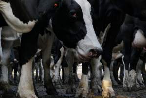 Dairy cows - Waiting to be milked - Captured at Caldermeade Farm, Caldermeade VIC Australia.