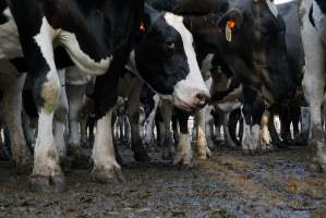 Dairy cows - Waiting to be milked - Captured at Caldermeade Farm, Caldermeade VIC Australia.