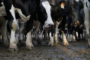 Dairy cows - Waiting to be milked - Captured at Caldermeade Farm, Caldermeade VIC Australia.