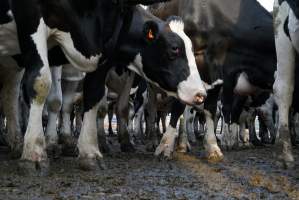 Dairy cows - Waiting to be milked - Captured at Caldermeade Farm, Caldermeade VIC Australia.