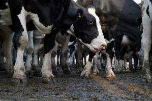 Dairy cows - Waiting to be milked - Captured at Caldermeade Farm, Caldermeade VIC Australia.