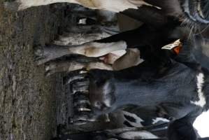 Dairy cows - Waiting to be milked - Captured at Caldermeade Farm, Caldermeade VIC Australia.