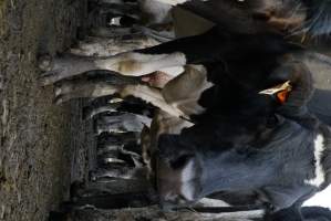 Dairy cows - Waiting to be milked - Captured at Caldermeade Farm, Caldermeade VIC Australia.