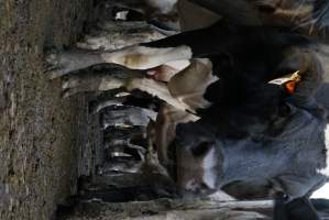 Dairy cows - Waiting to be milked - Captured at Caldermeade Farm, Caldermeade VIC Australia.