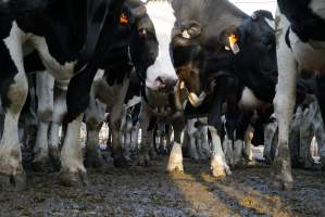 Dairy cows - Waiting to be milked - Captured at Caldermeade Farm, Caldermeade VIC Australia.