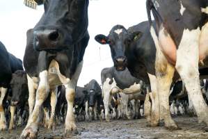 Dairy cows - Waiting to be milked - Captured at Caldermeade Farm, Caldermeade VIC Australia.