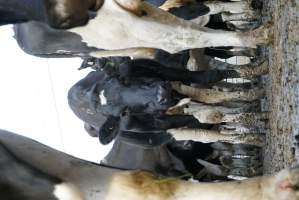 Dairy cows - Waiting to be milked - Captured at Caldermeade Farm, Caldermeade VIC Australia.