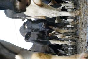 Dairy cows - Waiting to be milked - Captured at Caldermeade Farm, Caldermeade VIC Australia.