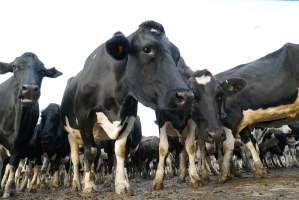 Dairy cows - Waiting to be milked - Captured at Caldermeade Farm, Caldermeade VIC Australia.