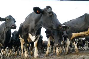 Dairy cows - Waiting to be milked - Captured at Caldermeade Farm, Caldermeade VIC Australia.