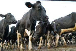 Dairy cows - Waiting to be milked - Captured at Caldermeade Farm, Caldermeade VIC Australia.