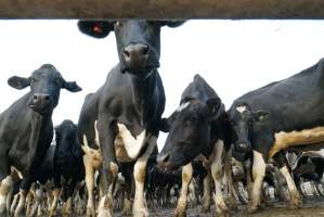 Dairy cows - Waiting to be milked - Captured at Caldermeade Farm, Caldermeade VIC Australia.